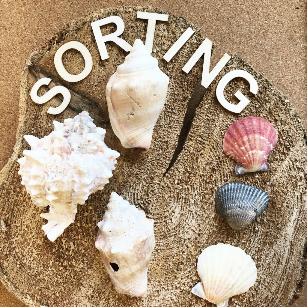 Sea shells sorted by type in one of our loose parts math centres this week.