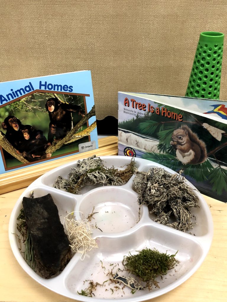 loose natural parts in kindergarten for habitats and animal homes study